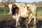 Pied cow with spiked nose ring, calf weaning ring, passing by on a cow path, milk path