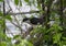 Pied Crested Cuckoo or Jacobin with Catch