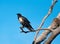 Pied crow on branch