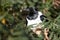 Pied Crow (Corvus albus)