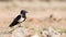 Pied crow (corvus albus)