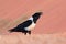 Pied crow, Corvus albus, black and white bird in sand desert in Namibia, slow motion with open bill. Animal behaviour in Africa.