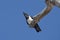 Pied crow corvus albus in the Etosha National Park