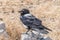 Pied crow, Corvus albus, on a rock