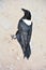 The pied crow Corvus albus is a widely distributed African bird species