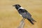 Pied crow perched on a branch