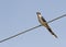 A Pied Cuckoo calling from a wire