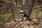 Pied cuckoo, Clamator jacobinus, Ranthambore, Rajasthan, India