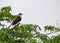 A Pied Cuckoo resting on a bush tree