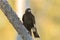 Pied Currawong