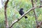 Pied currawong