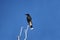 Pied currawong atop a tree