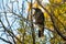 A pied currawong sitting on a tree branch