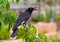 Pied Currawong steals cherry from tree