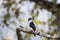 Pied falconet stand on a branch