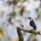 Pied falconet stand on a branch