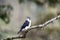 Pied falconet stand on a branch