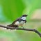 Pied Fantail bird