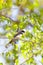 Pied Fantail bird (Rhipidura javanica)