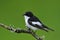 Pied Flycatcher