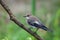 Pied Flycatcher