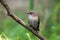 Pied Flycatcher