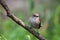 Pied Flycatcher