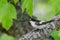 Pied Flycatcher (Ficedula hypoleuca) bird