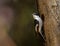 Pied Flycatcher at a hollow