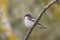 Pied Flycatcher, male (Ficedula hypoleuca)