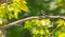 Pied Flycatcher in shadows and lights