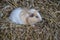 Pied guinea pig in the straw
