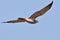 Pied Harrier