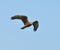 Pied Harrier