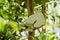 Pied imperial pigeon