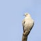 Pied Imperial pigeon