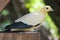 Pied Imperial Pigeon