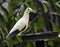 Pied Imperial Pigeon