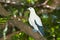 Pied Imperial Pigeon bird