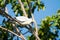 Pied Imperial Pigeon - Cairns, Australia
