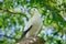 Pied imperial pigeon, Ducula bicolor, beautifull big white bird from Thailand. Pigeon in the habitat, sunny day in the green