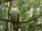 Pied Imperial-Pigeon (Ducula bicolor) perching on a branch with green nature blurred bokeh background.