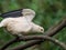 Pied Imperial-Pigeon (Ducula bicolor) perching on a branch with green nature blurred bokeh background.