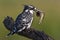 Pied Kingfisher