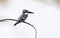 Pied kingfisher