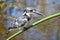 Pied Kingfisher