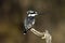 Pied Kingfisher