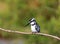 Pied Kingfisher