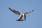 Pied Kingfisher, Bonte IJsvogel, Ceryle rudis