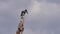 Pied Kingfisher, ceryle rudis, Adult standing on a Dead Tree, Lake Baringo Kenya